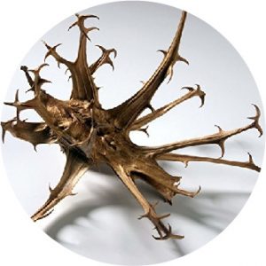 Devils claw@2x 80